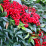 Nandina domestica 'Nana Purpurea'.png